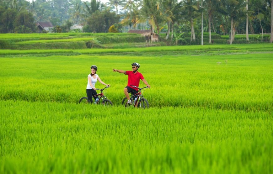 Discover Ubud In 4 Days Private Tour Package